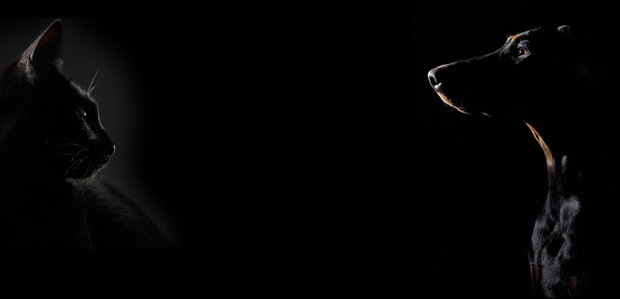 大切な家族の健康のために安心・安全の無添加ペットフード